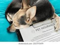 pet insurance